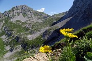 26 Doronicum grandiflorum (Doronico dai fiori grandi) nei macereti del Mandrone con vista in Corna Piana